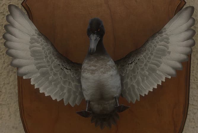 米黄色 - 正面（雌）