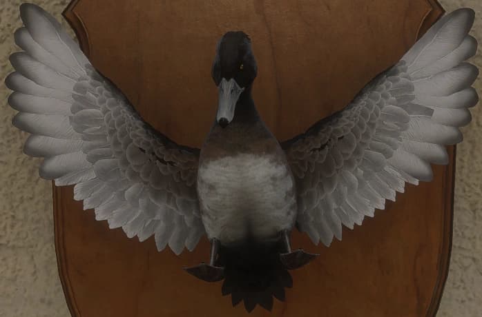 晦暗 - 正面（雄）