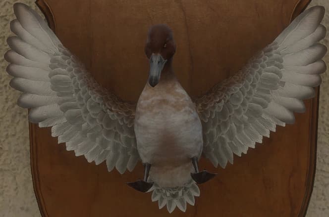 白变变异 1 - 正面（雌）