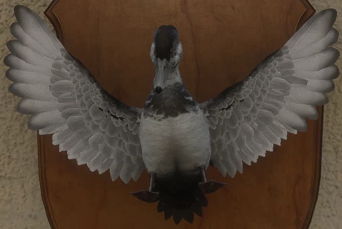 白变变异 1 - 正面（雄）