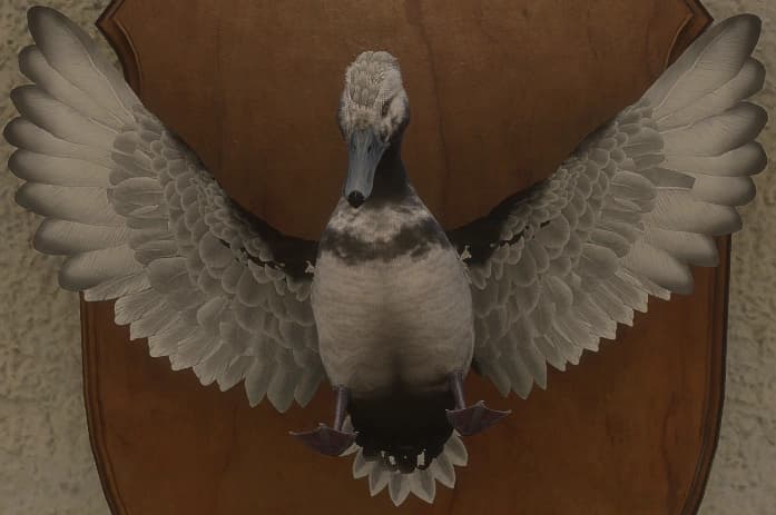 白变变异 2 - 正面（雄）