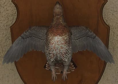 明亮 - 正面（雌）