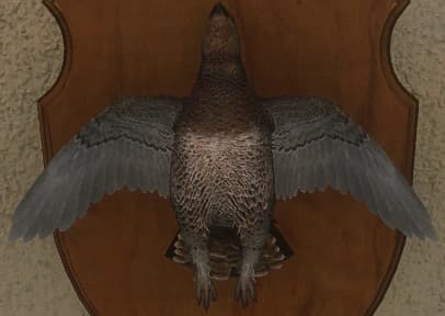 褐色 - 正面（雌）