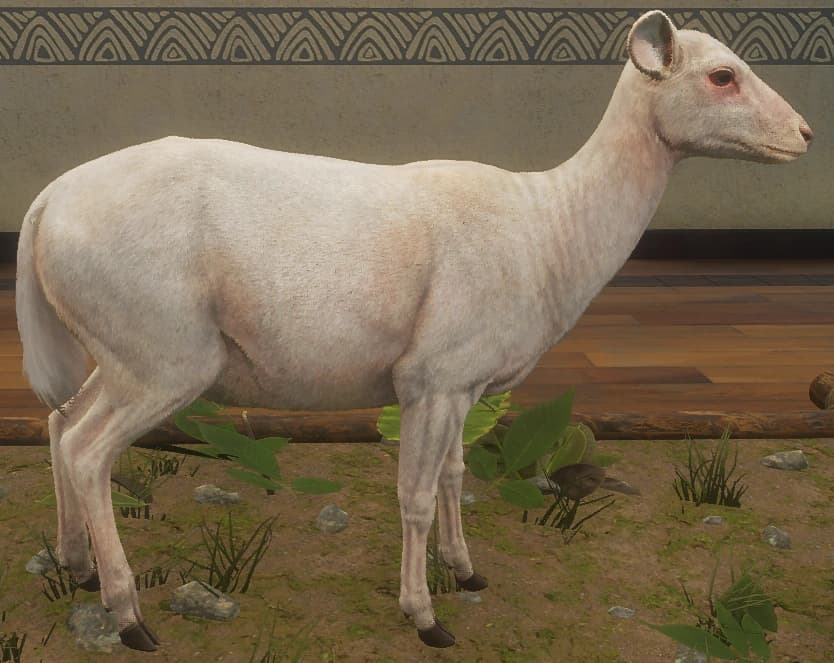 白化 - 右侧（雌）