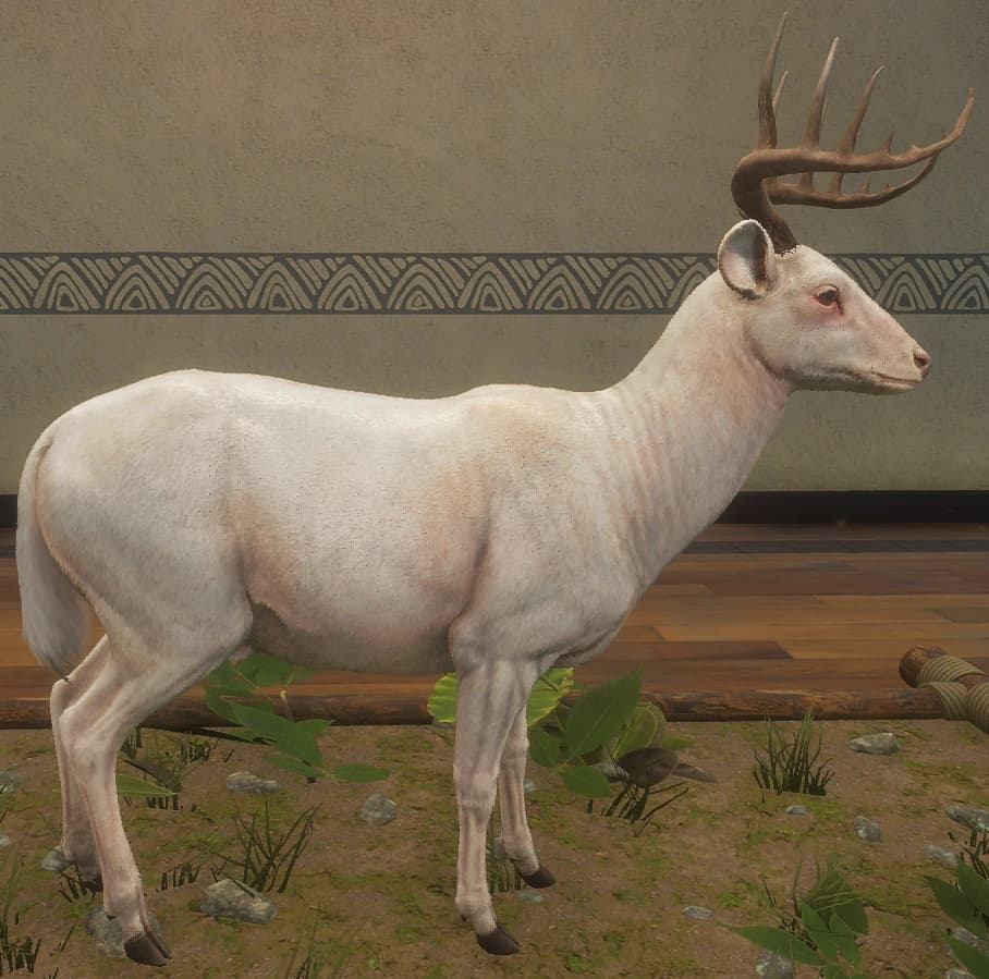 白化 - 右侧（雄）