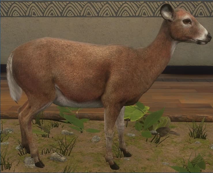 褐色 - 右侧（雌）