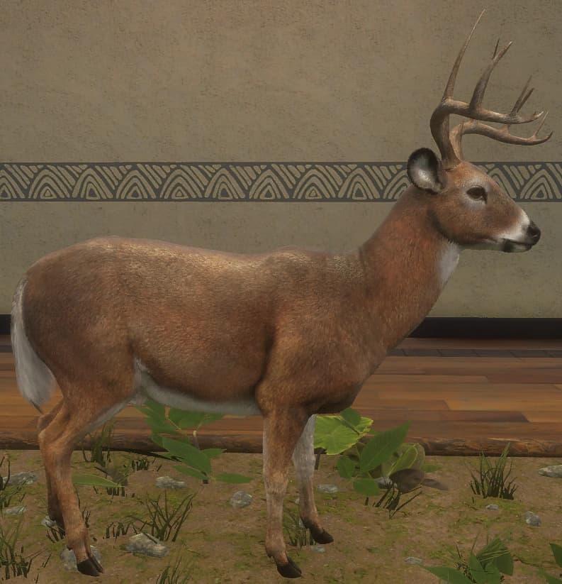 褐色 - 右侧（雄）