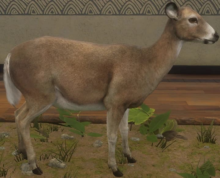 深褐色 - 右侧（雌）