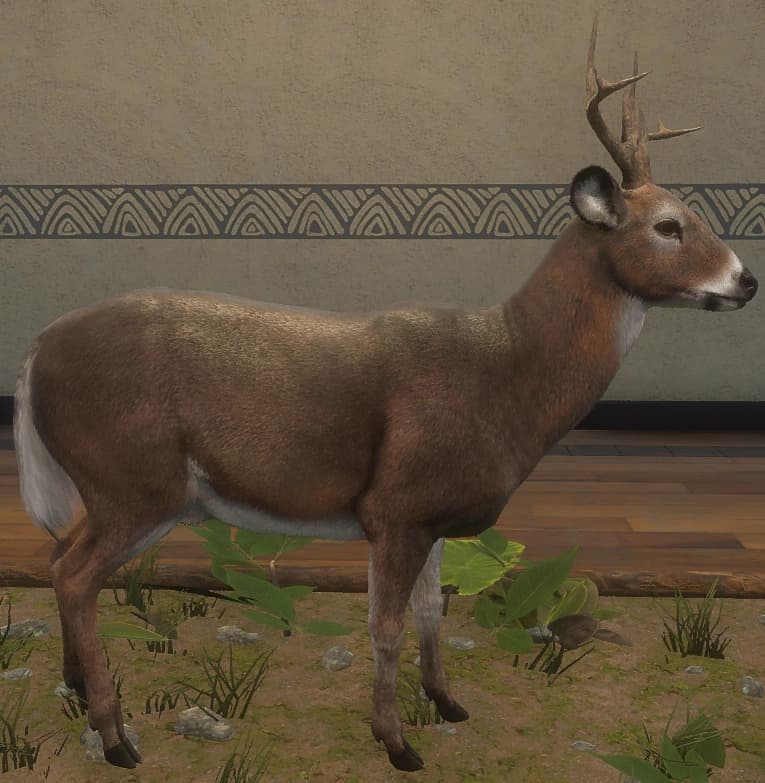 深褐色 - 右侧（雄）