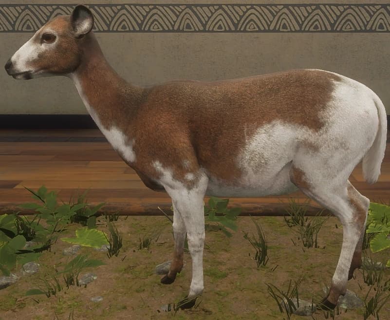 带花斑 - 左侧（雌）