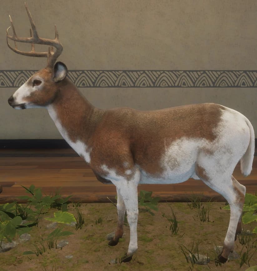 带花斑 - 左侧（雄）