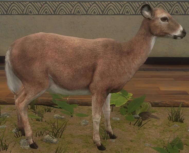 红棕色 - 右侧（雌）