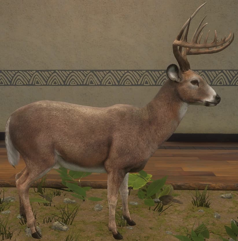 棕褐色 - 右侧（雄）