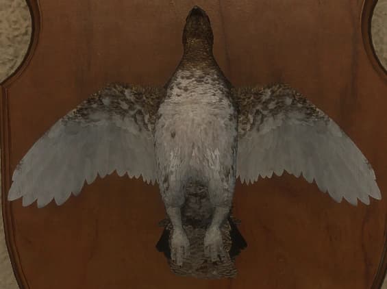 双色 - 正面（雌）