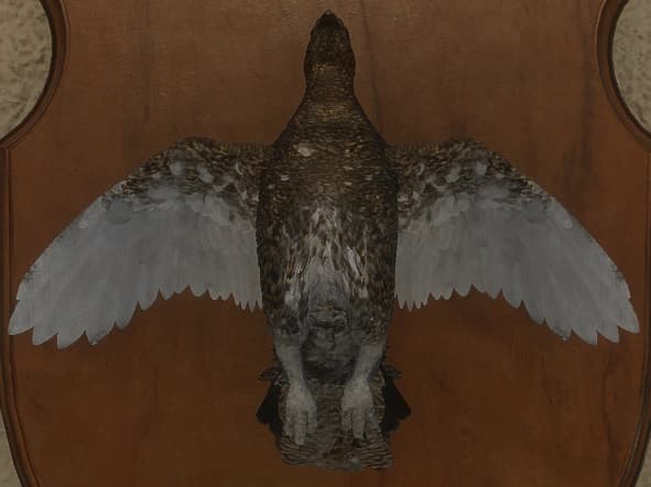 褐色 - 正面（雌）