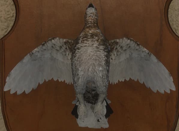 蜕皮变化 1 - 正面（雌）