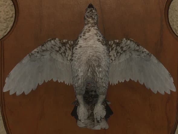 蜕皮变化 2 - 正面（雌）