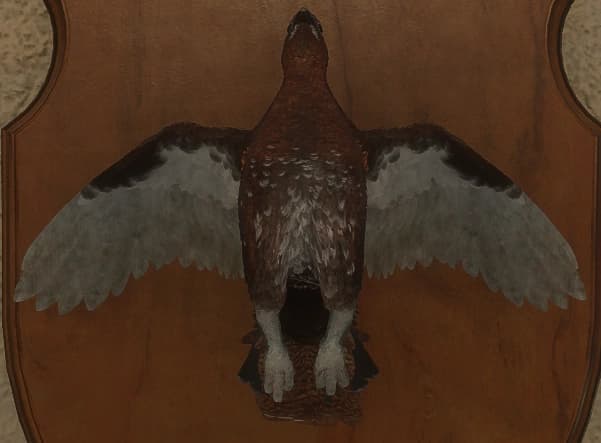 红色 - 正面（雄）