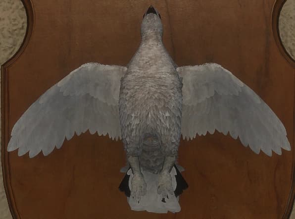 白色 - 正面（雌）