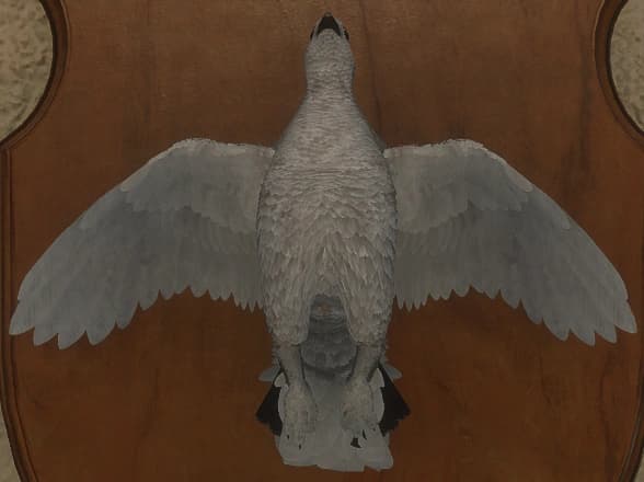 白色 - 正面（雄）