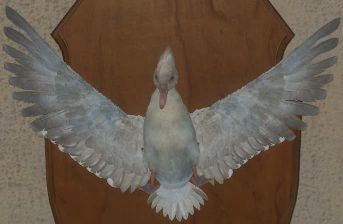 白化 - 正面（雌）