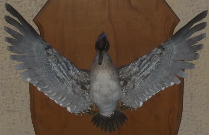 深色 - 正面（雌）