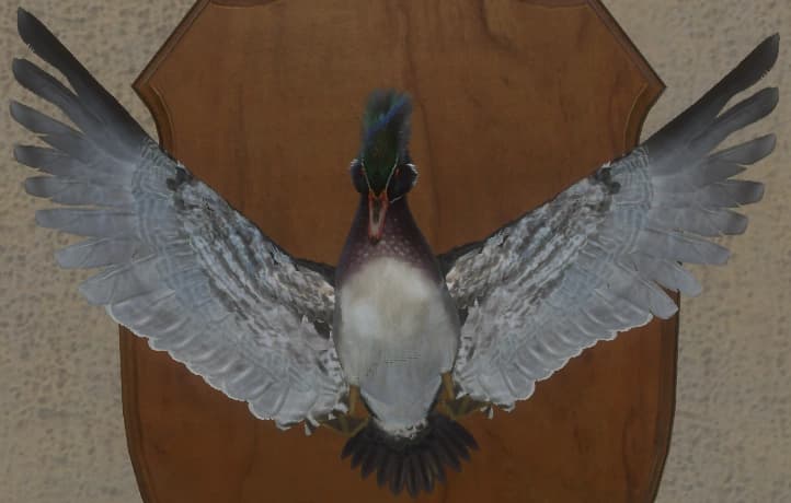 深色 - 正面（雄）