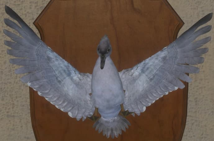 浅银色 - 正面（雌）