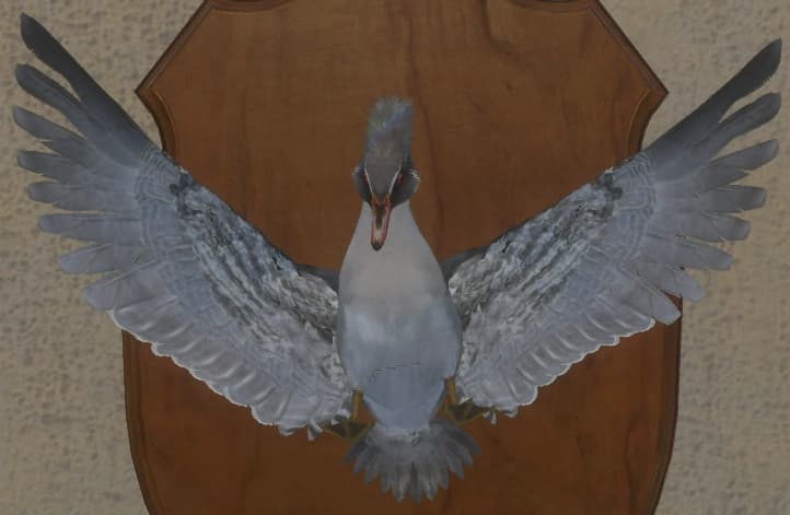 浅银色 - 正面（雄）