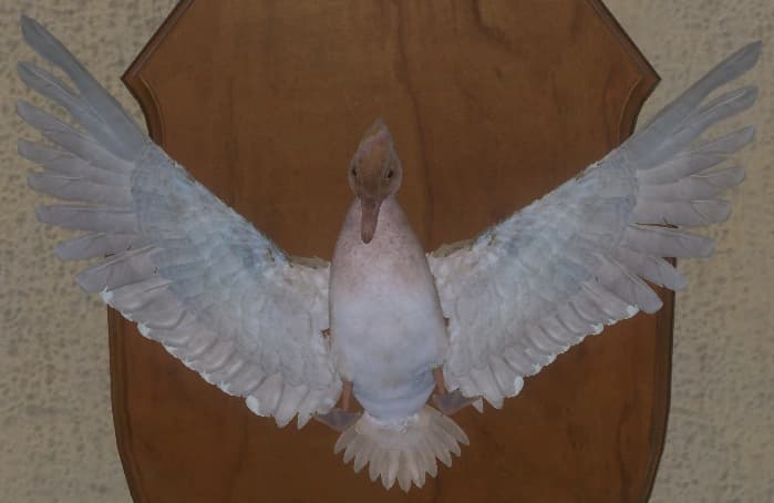 红化金 - 正面（雌）