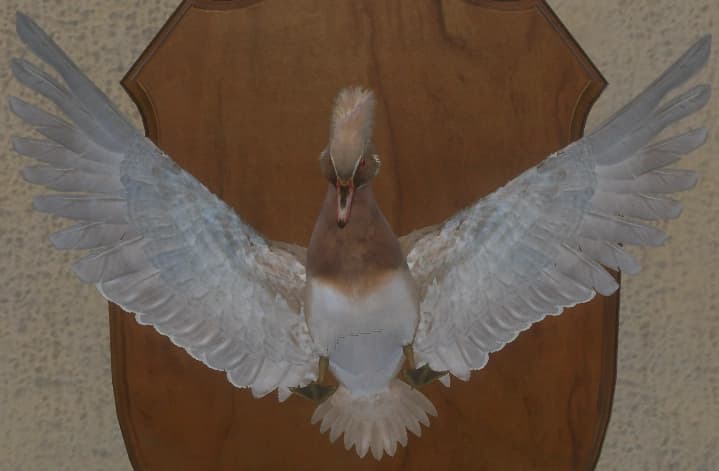 红化金 - 正面（雄）