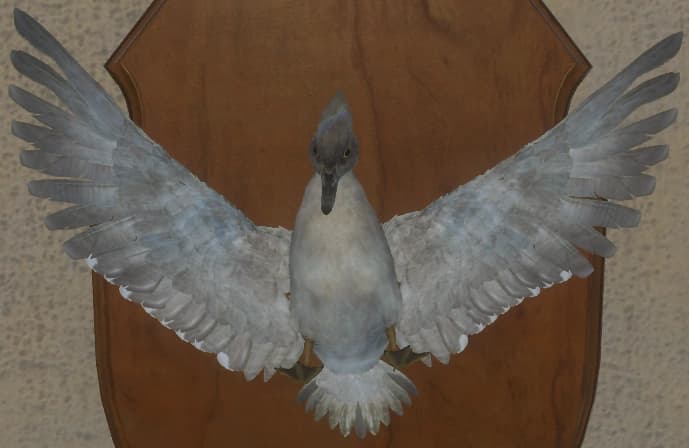 白色亚种 - 正面（雌）