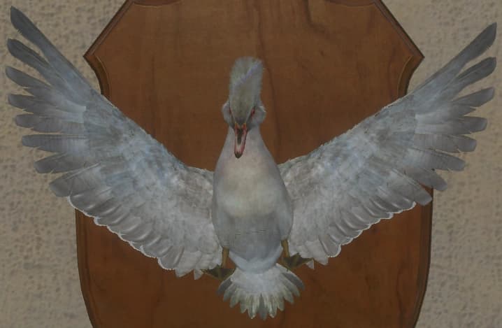 白色亚种 - 正面（雄）