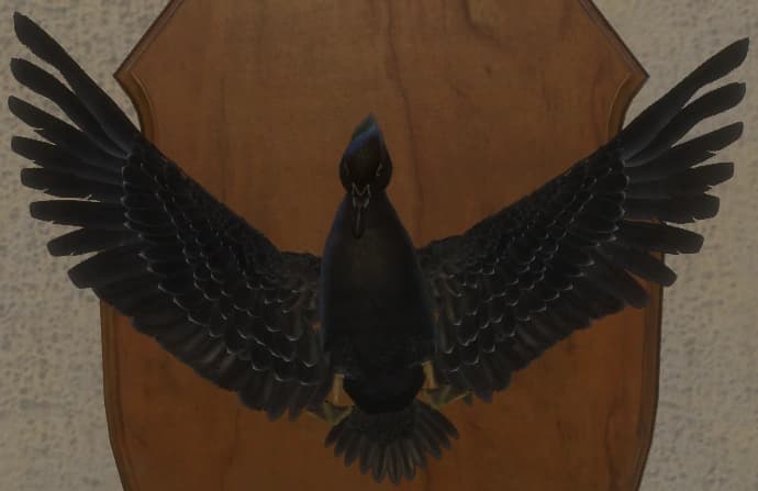 黑化 - 正面（雌）