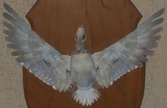 带花斑 - 正面（雌）