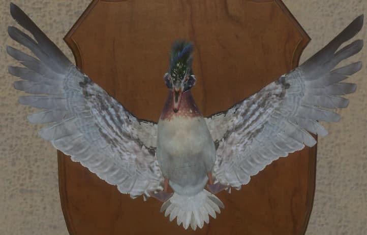 带花斑 - 正面（雄）