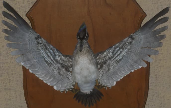 标准 - 正面（雌）