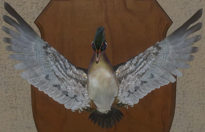 标准 - 正面（雄）