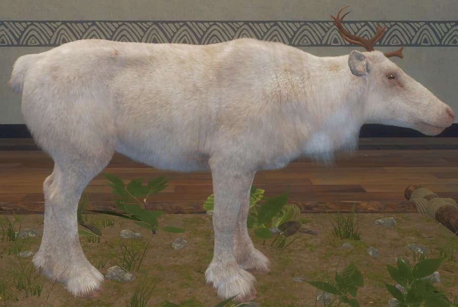 白化 - 右侧（雌）