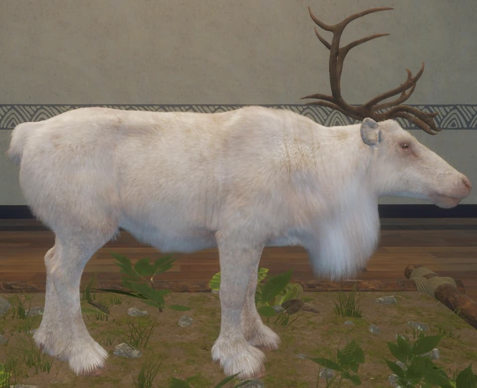 白化 - 右侧（雄）