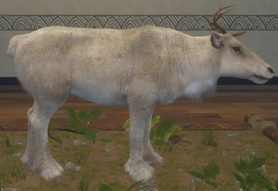 白色亚种 - 右侧（雌）