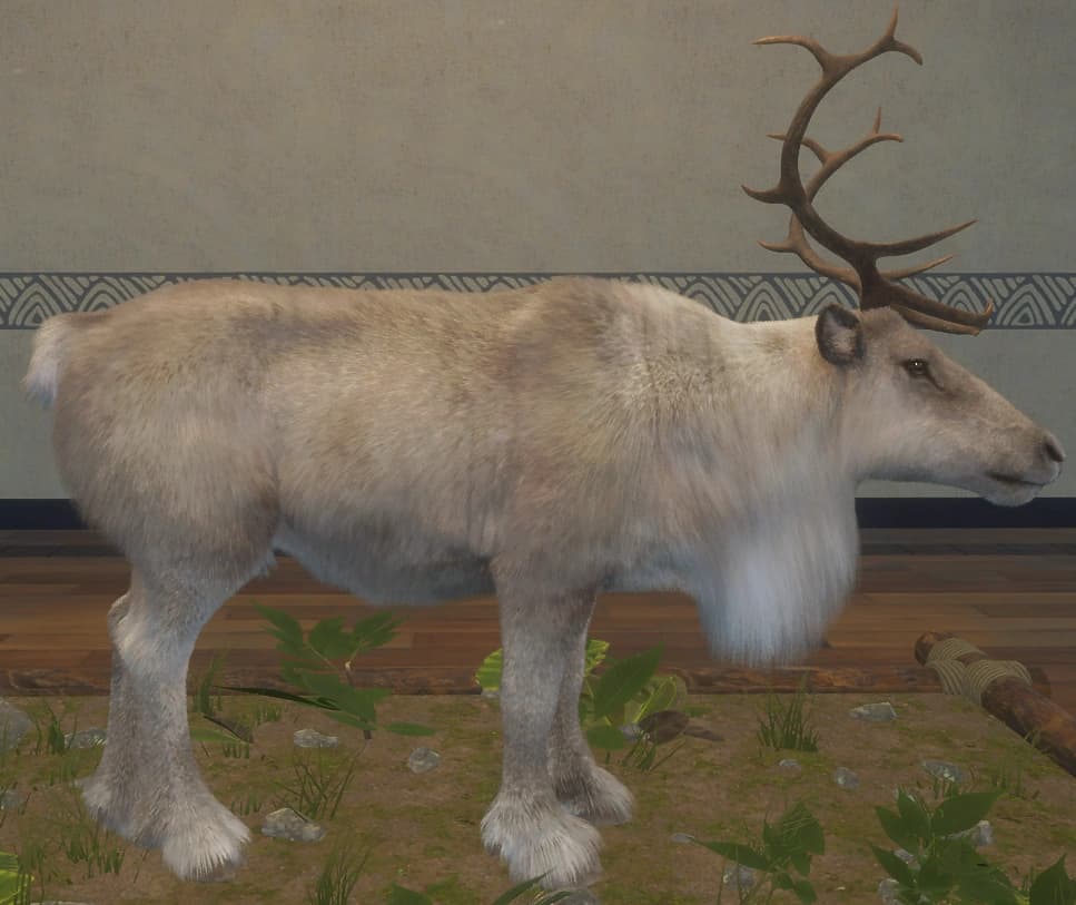 白色亚种 - 右侧（雄）