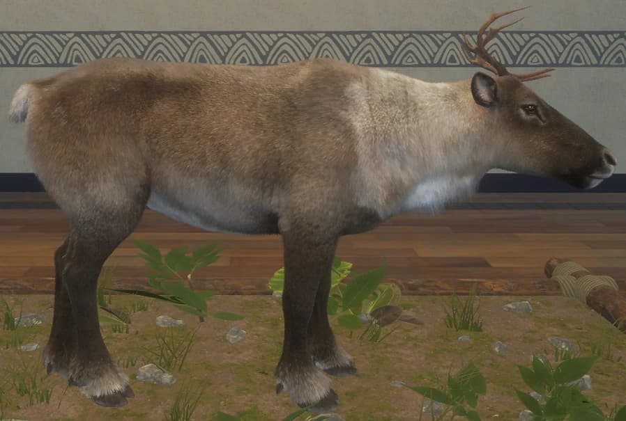 浅褐色 - 右侧（雌）