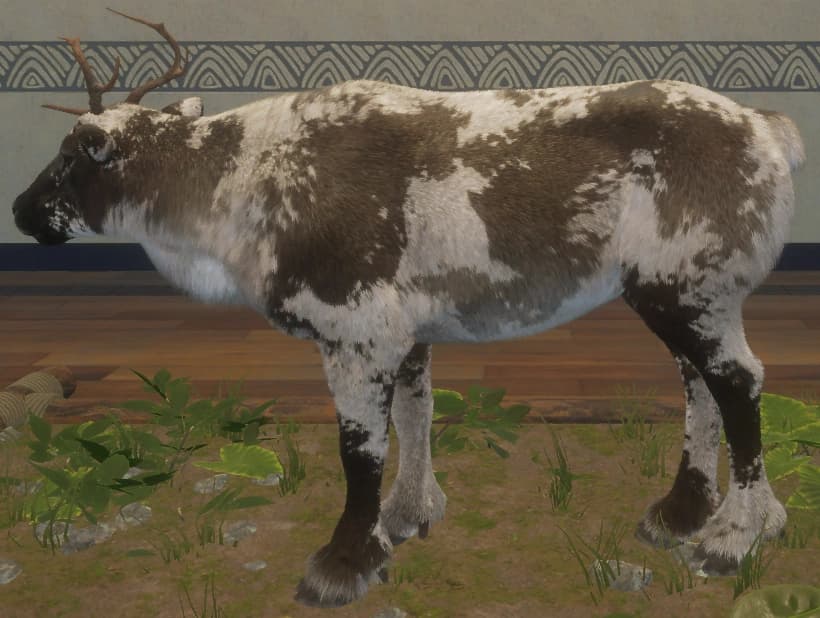 花斑变体 1 - 左侧（雌）