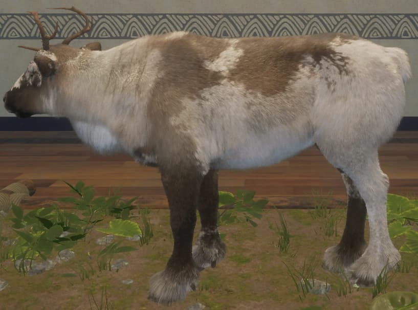 花斑变奏 2 - 左侧（雌）