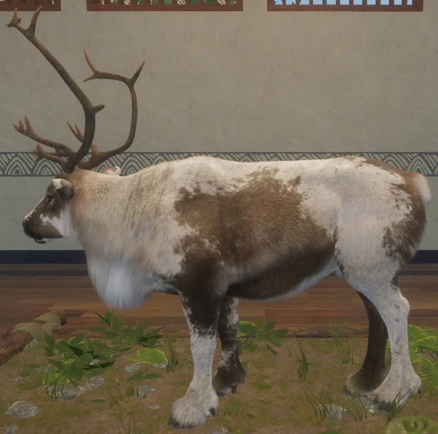 花斑变奏 2 - 左侧（雄）